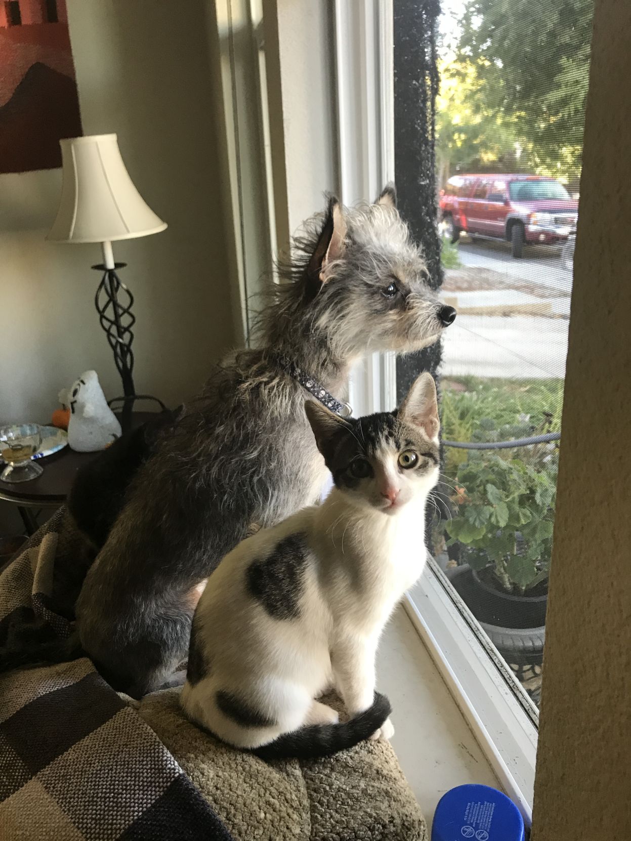 "Kitty"